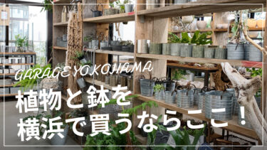 【ガレージ 横浜】観葉植物好きにはたまらない！魅力をまとめてみた。